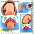 SELL 12470 Human Childbirth Delivery Procedure Anatomy Model Consists